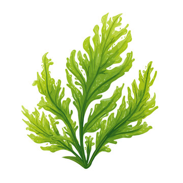 Hornwort flat vector illustration in a modern and simple 2D style, placed on a white background.