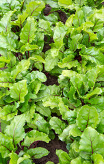 Beet plantation. Organic farming. Leaves of growing beets.