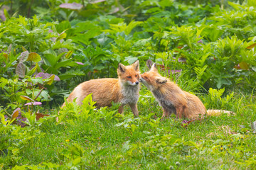 Two adult red foxes stand on green grass, Kunashir Island
