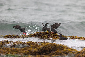 Spectacular guillemot or sooty guillemot (Cepphus carbo) bird perched on the ocean shore