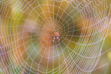Large spider web on tree leaves close-up
