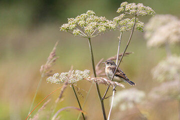 A female Amur stonechat sits on a dry blade of grass