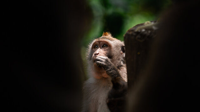 Curios monkey portrait photo between stones, Ubud forest, Bali, Indonesia