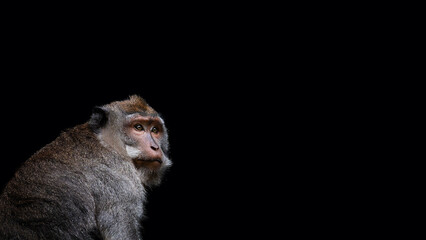 Monkey portrait on the black background © Юрий Крылов