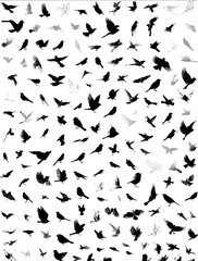 Bird silhouette vector set including diverse bird shapes as black silhouettes on a white background with illustrations of flying and perching birds suitable for nature and wildlife designs