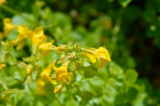 Yellow monkey flower - Latin name - Mimulus luteus