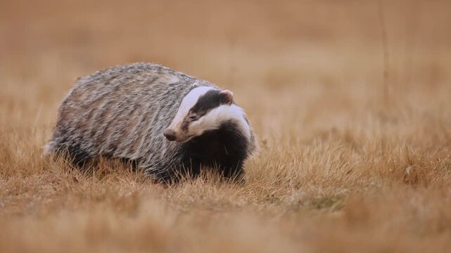Solitary European badger (Meles meles) eating small prey on dry autumn grassland. Wild carnivore foraging and feeding on a morsel in its natural habitat. Authentic wildlife with earthy color tones.