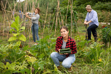 Lot of ripe zucchini barely fit in hands of young woman. Female peasant checkered shirt collects zucchini in garden, cuts ripe fruits from bushes