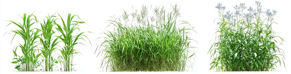 Obraz premium tall grasses growing in different stages, white background.