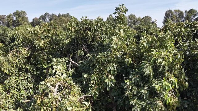 Aerial drone view of an avocado orchard with neatly aligned rows of green trees in agricultural farmland. Scenic countryside landscape showcasing organized plantation patterns, sustainable farming and