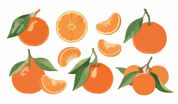 Botanical watercolor clementine vector illustration with realistic citrus fruit and leaf elements