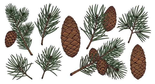 Pine cones and pine needles illustration set.
