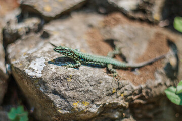 Fototapeta premium A green Italian Wall Lizard resting on a rock in the Italian botanical garden Villa Cipressa in Varenna, Italy off of lake como. 