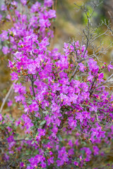 Obraz premium Close up view of blooming maralnik on mountain slopes in Chulyshman valley Altai Russia Bright spring symbol of wild Altai nature and seasonal renewal