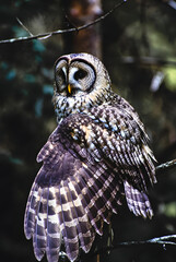 Fototapeta premium Owl with intricate mandala patterns