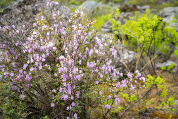 Blooming maralnik on mountain slopes in Chulyshman valley Altai Russia Bright spring symbol of wild Altai nature and seasonal renewal