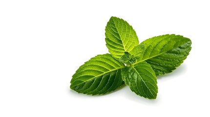 fresh mint leaves