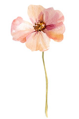 Pink cosmos flower on stem isolated  soft watercolor blossom for spring stationery romantic floral design © Hanna