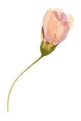 Pink bud flower on stem isolated, soft watercolor blossom for spring stationery romantic floral design © Hanna