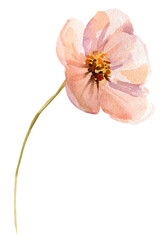 Pink cosmos flower watercolor bloom with golden center on slender stem isolated  for spring wedding stationery © Hanna