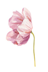 Pink  flower watercolor bloom with golden center on slender stem isolated  for spring wedding stationery © Hanna