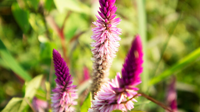 Celosia is a small genus of edible and ornamental plants in the amaranth family, Amaranthaceae. Its species are commonly known as fire-flowers.