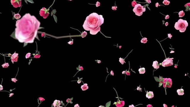pink rose flowers falling down black background
