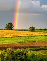 Vivid rainbow arches over fields of green and gold, with lone trees beneath a cloudy sky