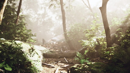 Steep forest climb with sunlit ridge ahead, exposed roots and stones form natural stairs, misty ambiance invites active exploration and outdoor challenge. © icetray