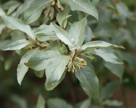 Silverberry (Elaeagnus commutata) growing in the wild