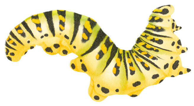 Caterpillar watercolor hand-painted on transparent background