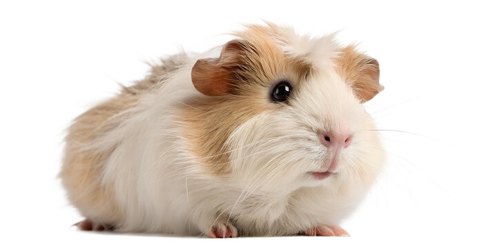 Guinea Pig Isolated on White &ndash; Small Pet Insurance Concept