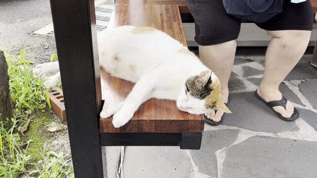 Sleeping Cat on the Outside Bench