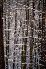 Fototapeta premium Snow covered tree branches in dense winter forest, natural woodland pattern.