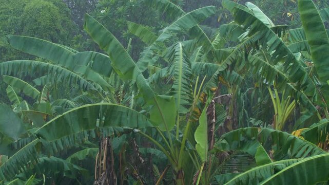 Rain Falling on Banana Plantation &ndash; Tropical Agriculture Real Time Footage