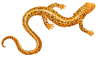 Fototapeta premium salamander watercolor illustration