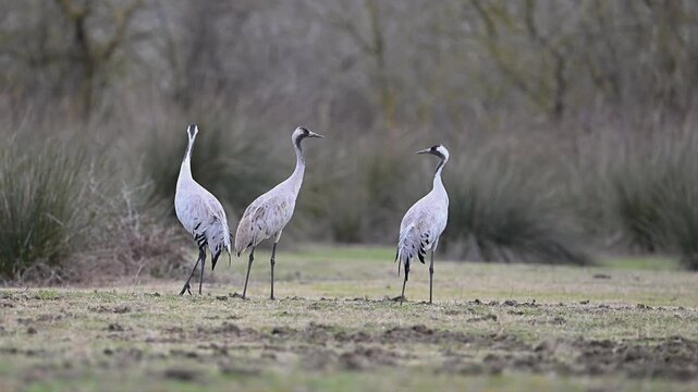 common cranes are on the ground