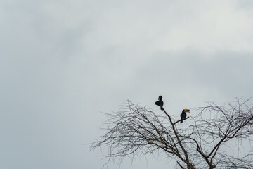 Two oriental pied hornbills perched on a bare tree against an overcast sky, with visible beak and body detail despite backlighting. Minimal wildlife scene with open sky and simple natural forms. © Stephen