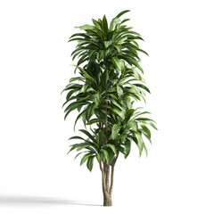 Fototapeta premium Elegant Tropical Plant: A tall and lush tropical plant graces the scene, boasting vibrant green foliage and a slender trunk, emanating natural beauty and adding a touch of the tropics indoors.