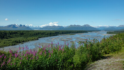 Fireweed Wildflowers Front Mount Denali