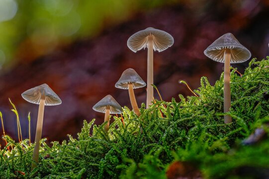Faszinierende Nahaufnahme Zarter Helmlinge (Mycena) im Moos &ndash; filigrane Waldpilze mit glockenf&ouml;rmigen bis kegelf&ouml;rmigen H&uuml;te und die langen, d&uuml;nnen, zerbrechlichen Stiele in nat&uuml;rlicher Waldumgebung