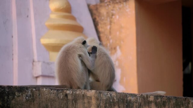 Slow Motion Monkeys Grooming Panna Meena Kund, Jaipur Sunrise Wildlife, Geometric Architecture Rajasthan India