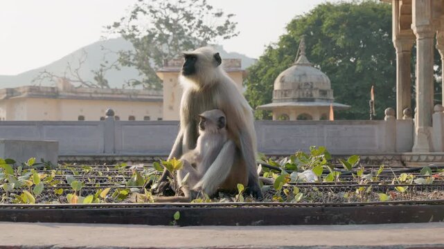 Slow Motion Mother and Baby Monkey at Panna Meena Kund, Jaipur Stepwell Sunrise, Cinematic Rajasthan Wildlife India