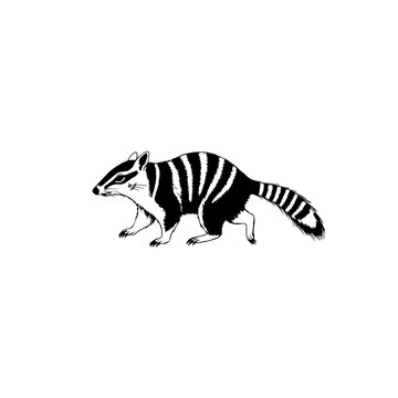 Numbat Australian Marsupial Wildlife Animal Vector Illustration