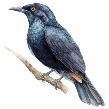 Stylized watercolor Koel vector, modern artistic illustration with high-quality details on a pure white background.