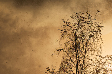 Silhouette of a bare tree against a golden winter sunset sky with heavy snowfall and shimmering particles in the air.