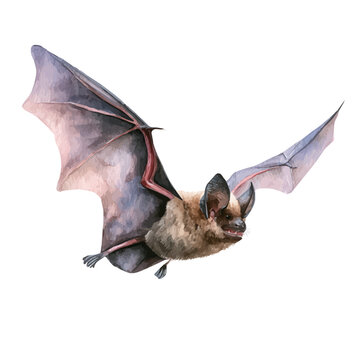 Bat watercolor vector illustration, high-quality artwork isolated on a pure white background.