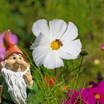  Cosmea, Cosmos bipinnatus, Bl&uuml;te in einer Nahaufnahme