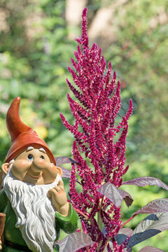 Fuchsschwanz,Amarant,Amaranthus,in einer Nahaufnahme