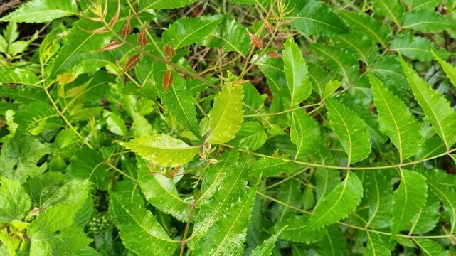 Azadirachta indica branches of neem tree leaves with raindrops on the forest exposed to the wind. natural medicine
